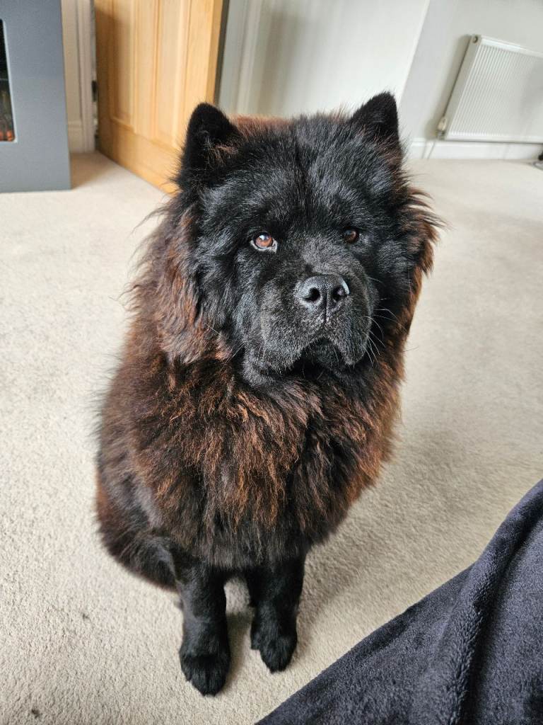 Beautiful Chow Chow Dogs Looking for New Homes
