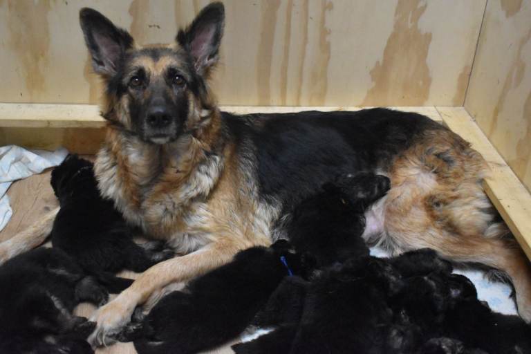 Purebreed German Shephard puppies