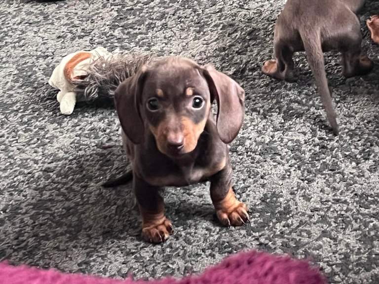 Dachshund puppies for sale. 
