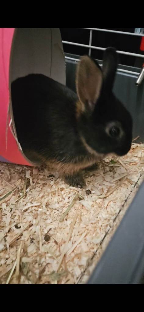 Netherland dwarf rabbit 1 year old 