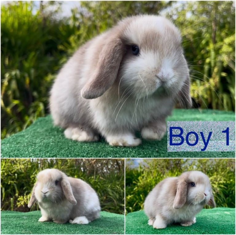 Baby mini lops ready now 