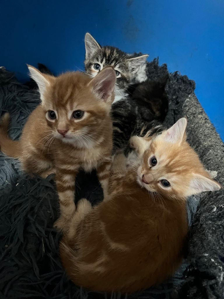 4 Beautiful kittens ready to go now - see description 