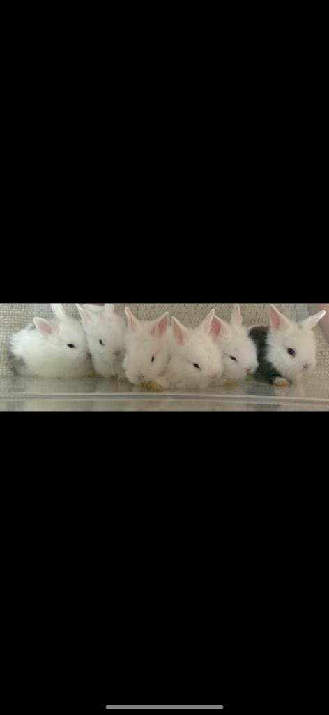 *Beautiful baby Lion Head Rabbits*