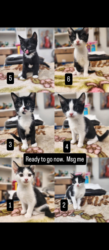 Bombay X British Short Hair