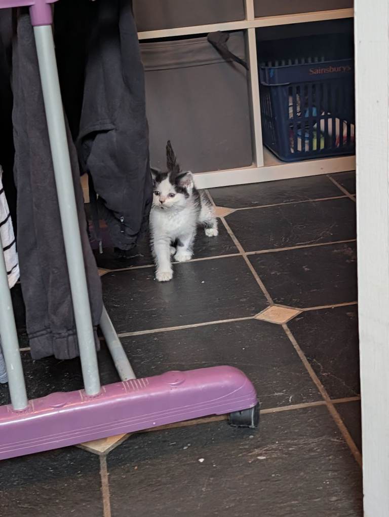 Rescue Kittens Needing Loving homes