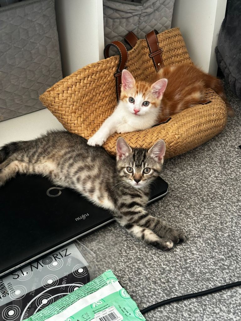 Beautiful sweet loving kittens 