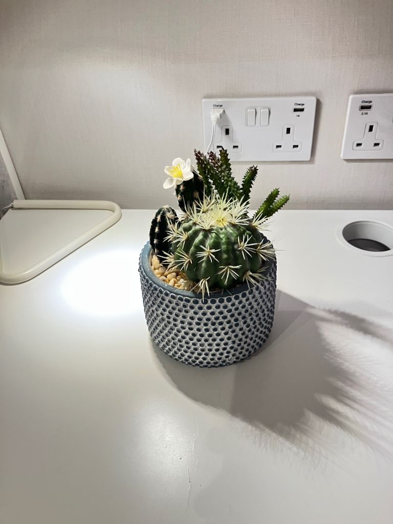 image for Cactus Plant