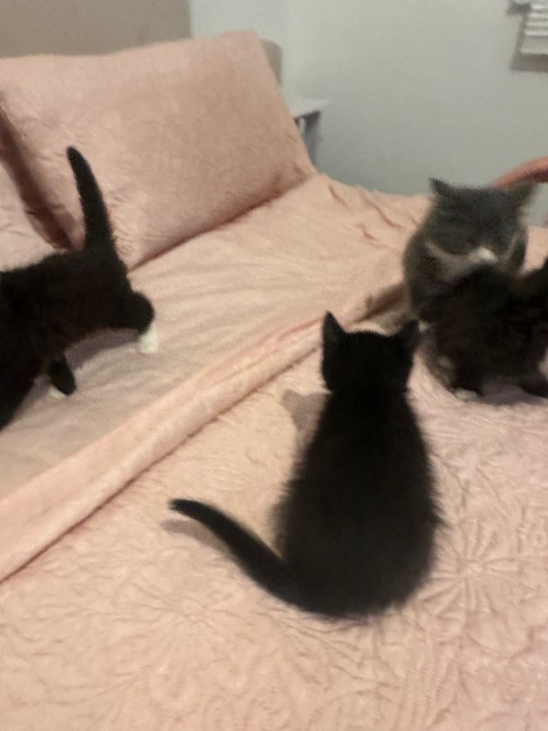 Kitten 