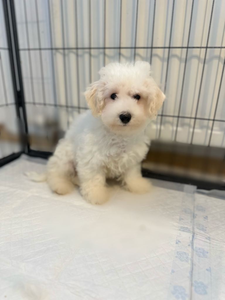 Bichon Frisé 