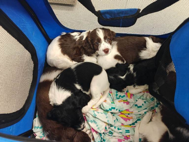 English springer spaniel (mum) X Cavapoo 