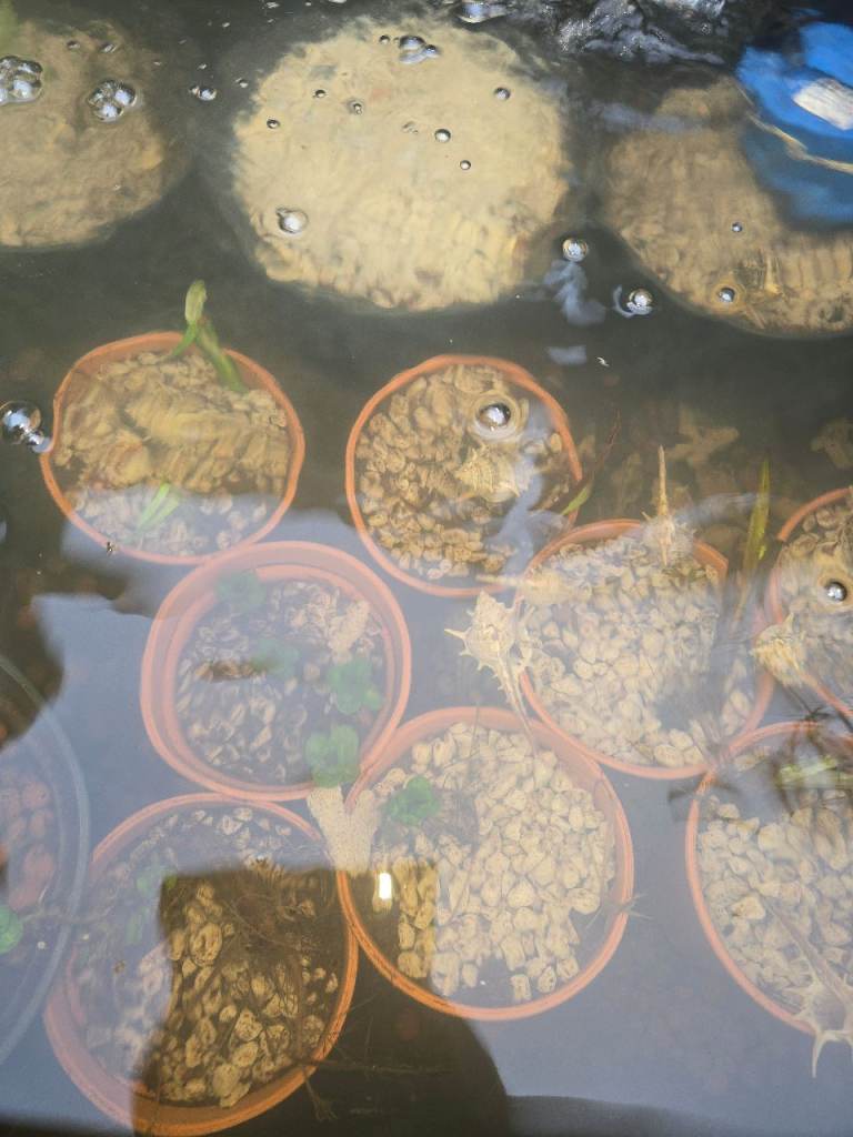 Pond Plants 