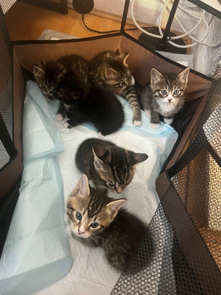 Kittens 