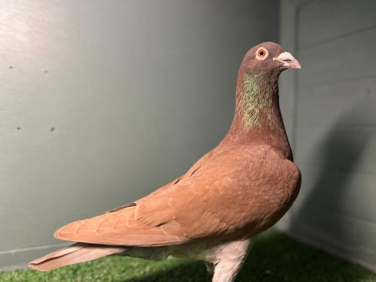 Colour Racing Pigeon 