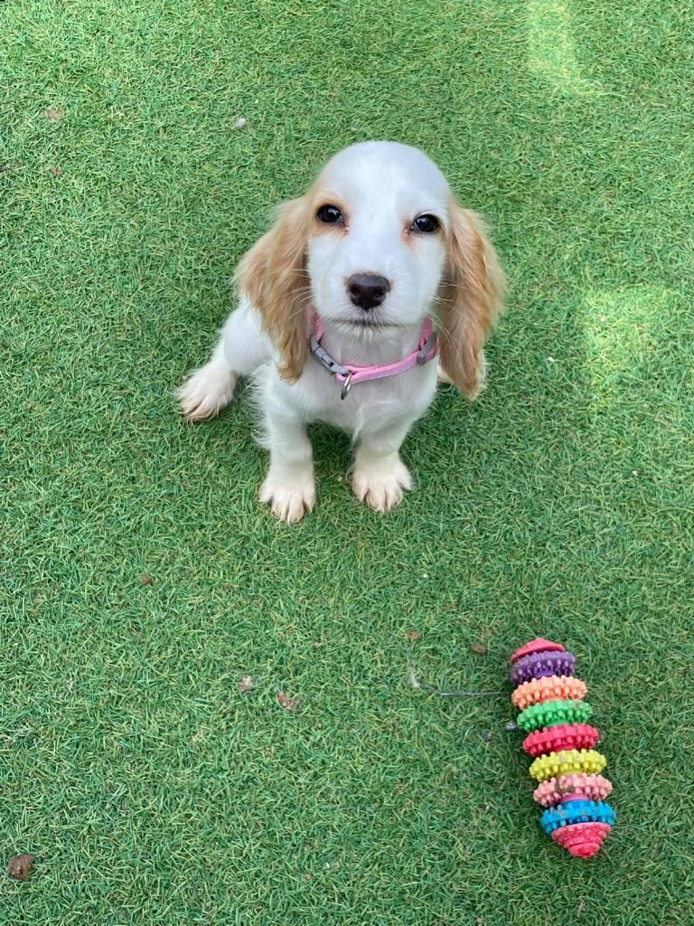 English cocker spaniels last girl available 