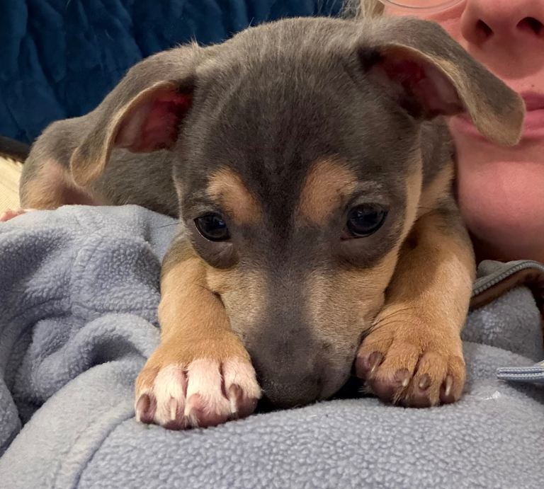 One girl left! Perfect Blue and Blue Merle Jack Russell Puppies