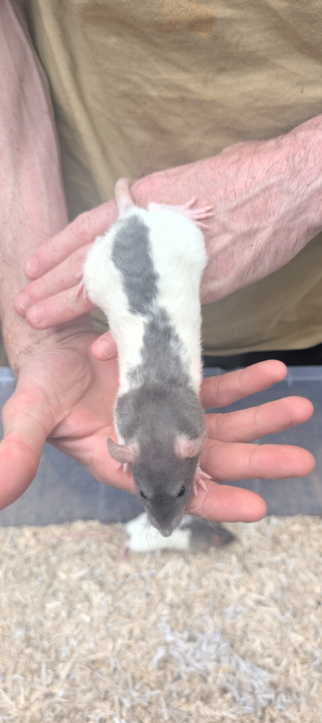 Baby rex rats
