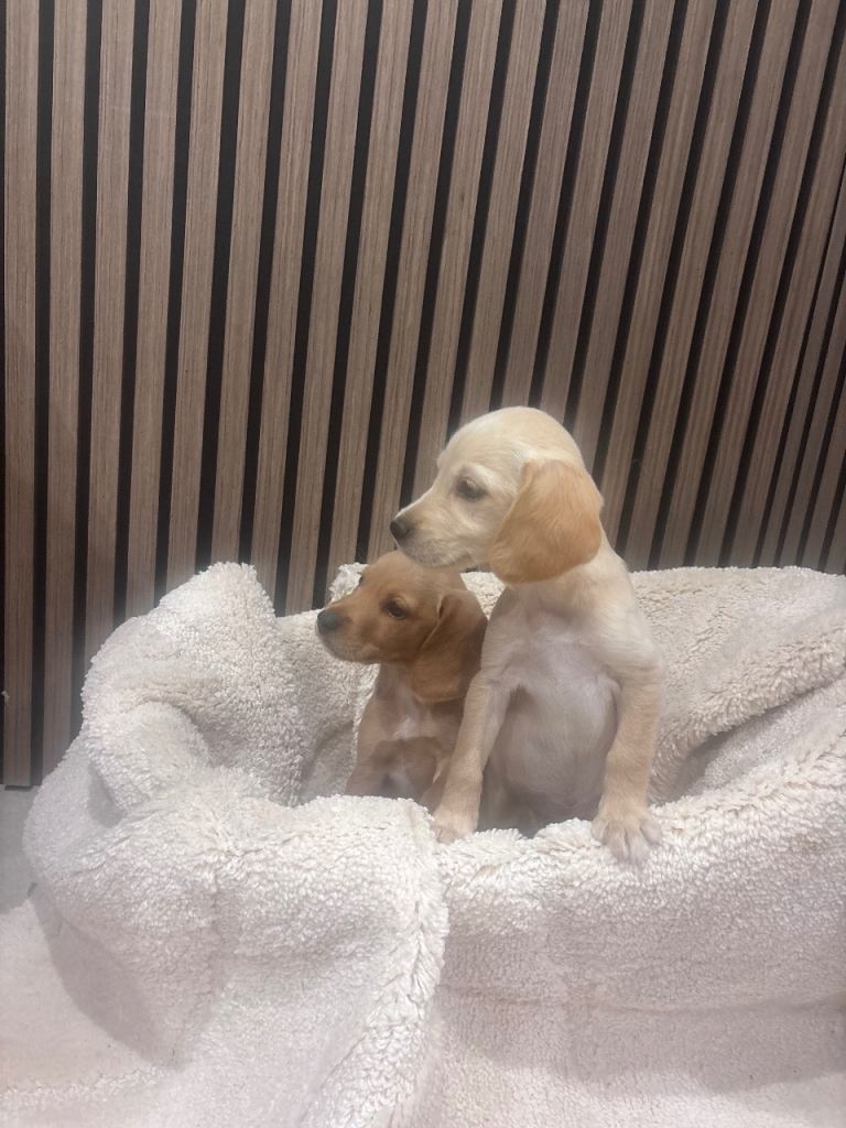 Cocker spaniel 