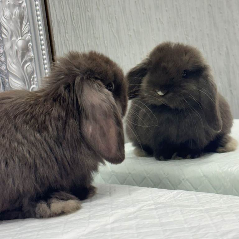 Baby Bunny Rabbit Mini lops