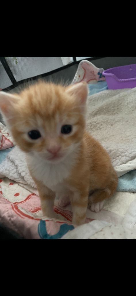 3 beautiful kittens looking for their forever homes