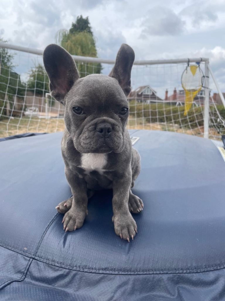 French Puppy 