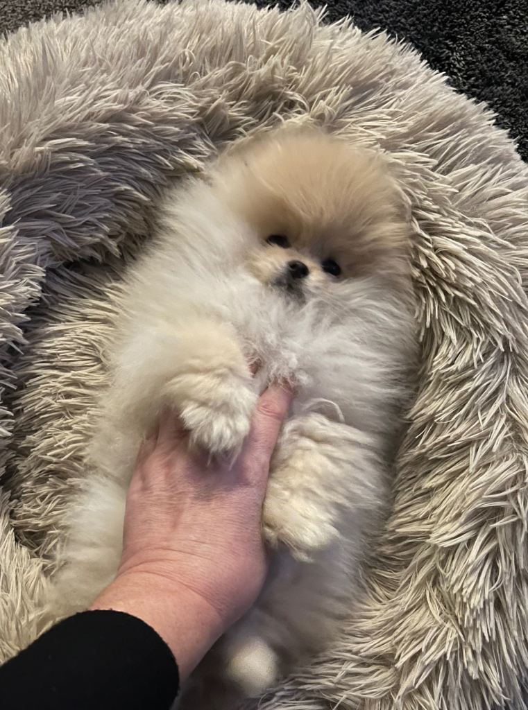 Pomeranian puppy’s 