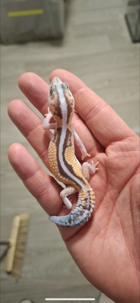 African fat tailed gecko