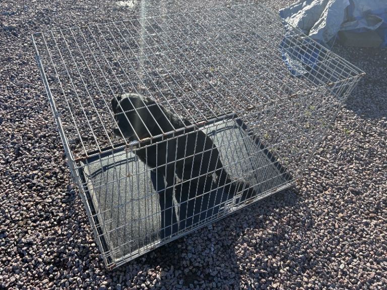 Large dog crate
