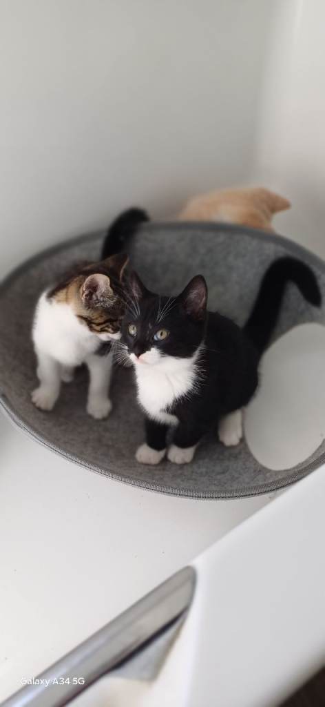 🐾 6 Lovely Kittens Looking for Their Forever Homes 🐾