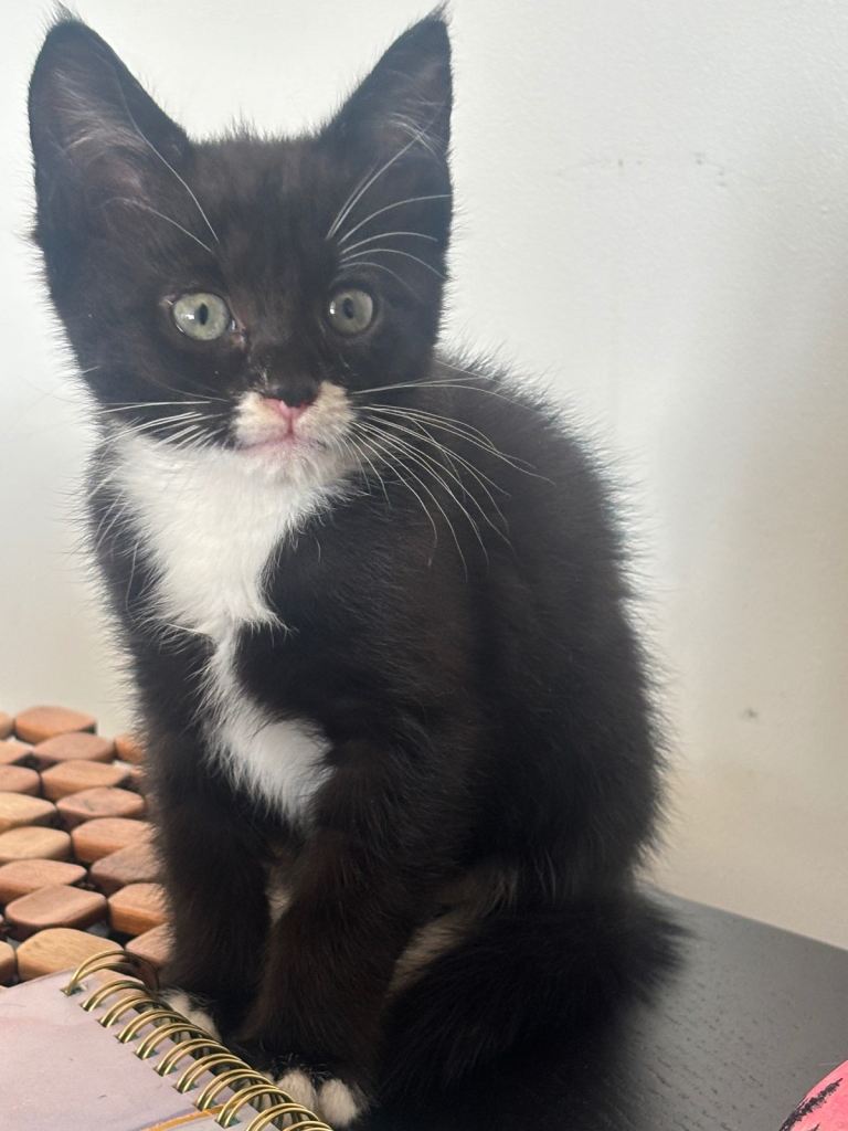🐾 Beautiful Black & White Kittens Looking for Loving Homes 🖤🤍
