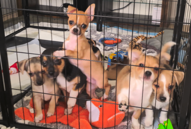 Last 3 stunning playful Chihuahua x Puppies left