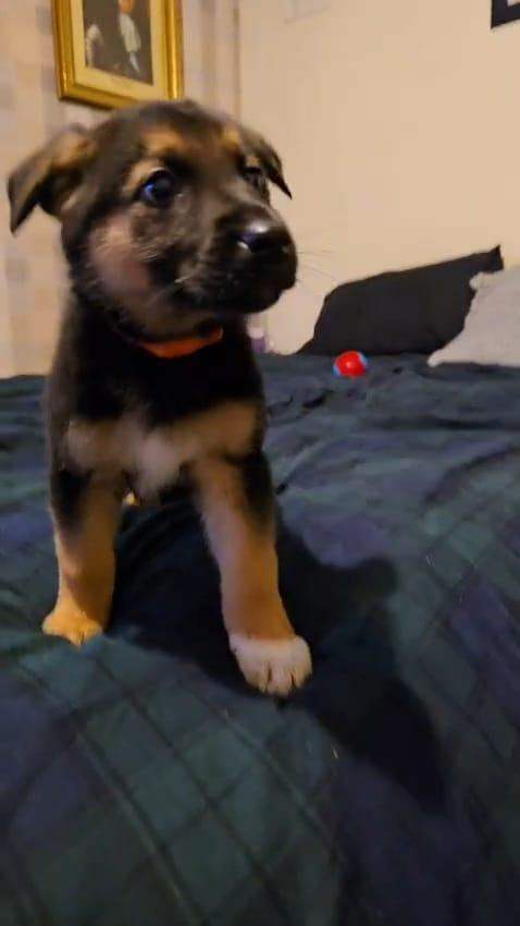 German shepard cross pups ready 26/1/26