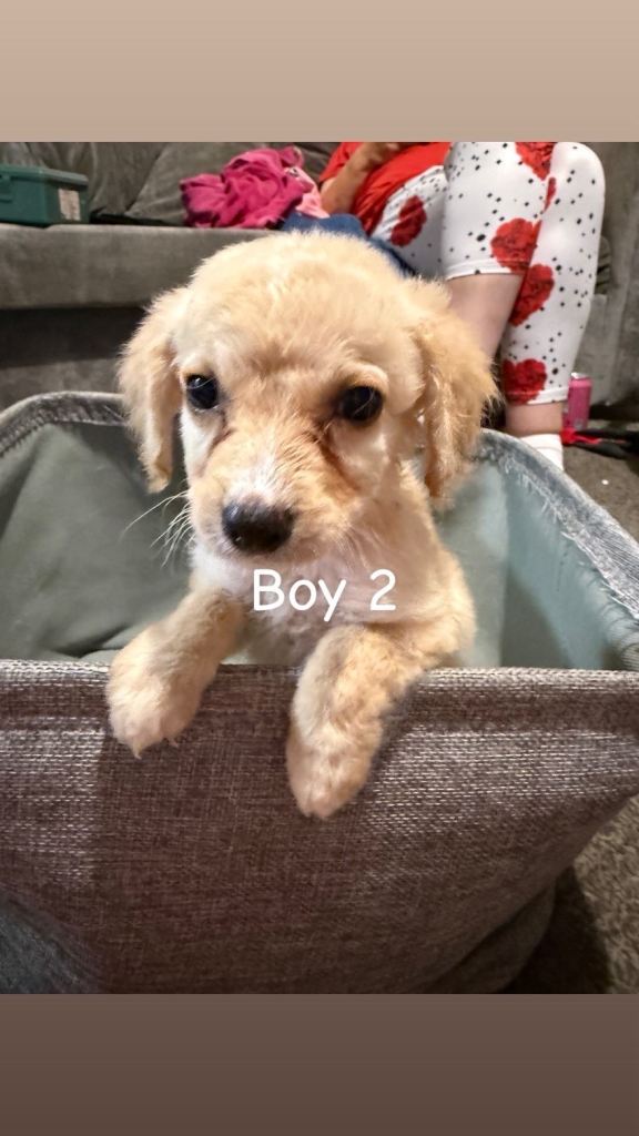 Lovely cockapoo puppies 