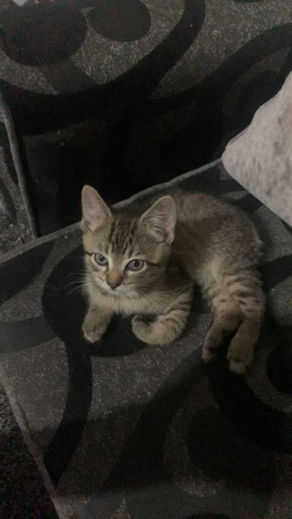 Lovely kittens