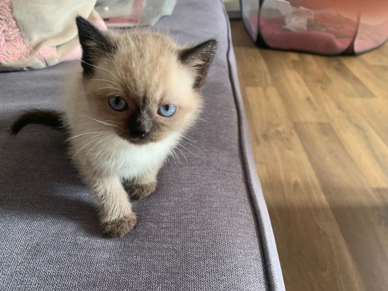 colourpoint kitten 8 weeks Stockport 