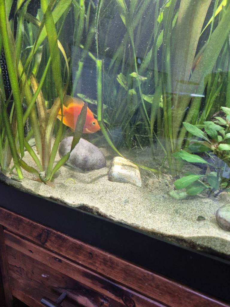 Parrot Fish for Sale