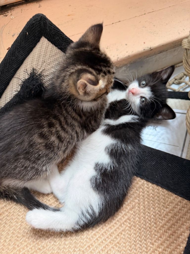 Only 1 left! mixed beautiful kittens looking for loving home 