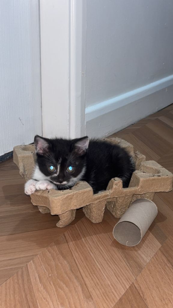 British Shorthair x Domestic Shorthair 1 FEMALE LEFT 