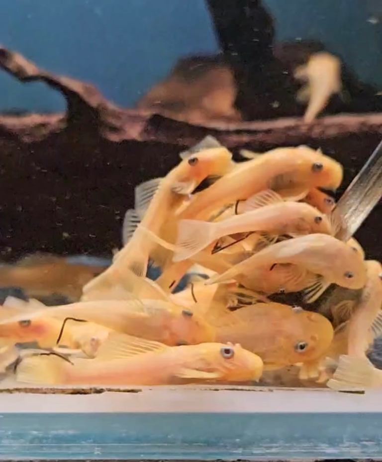 Homebred Quality Pleco Juveniles & High-Grade Red Shrimp – Hull