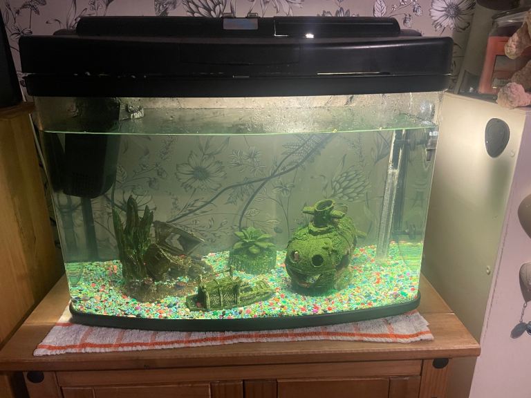 Fish pod fish tank setup