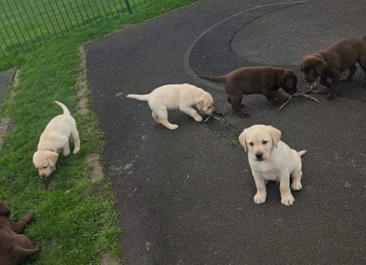 Labrador Puppies