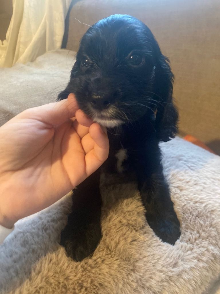 Beautiful cocker spaniel puppies *2 girls
