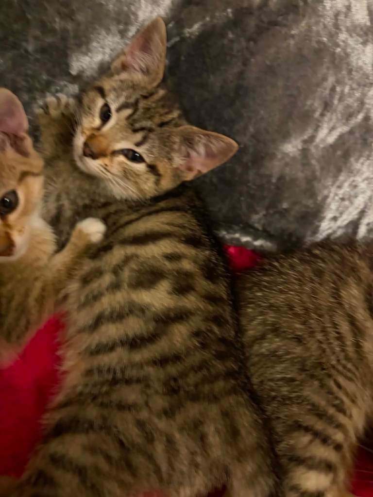 Gorgeous wee kittens ready to go 