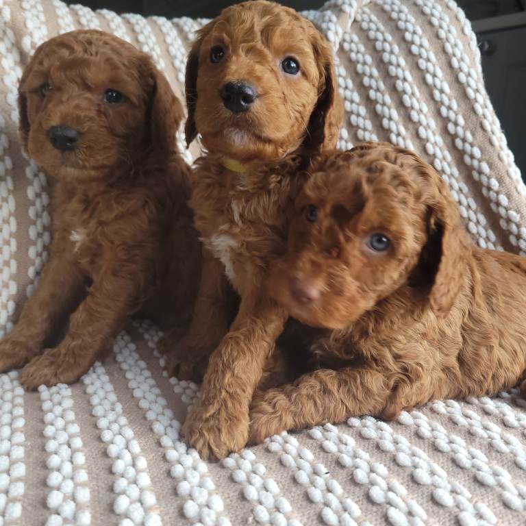 Cockapoo puppies 