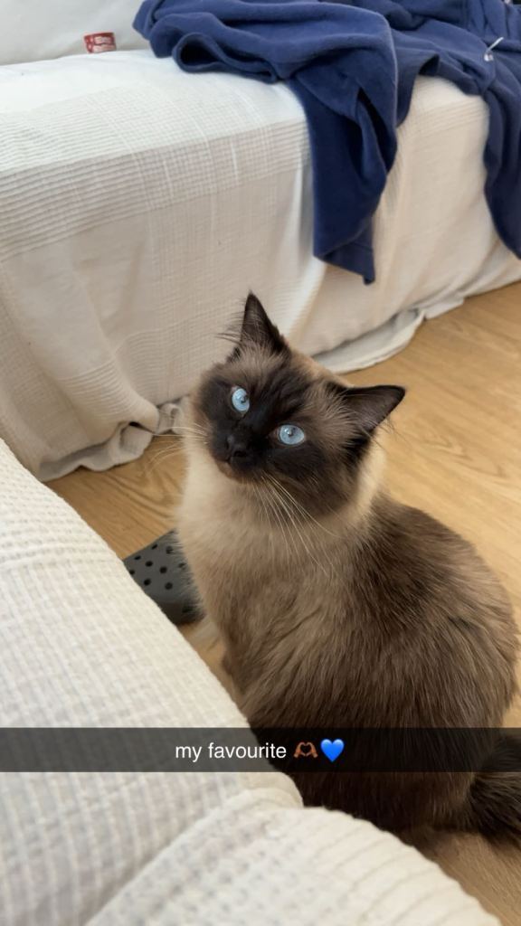 Beautiful Chocolate seal point Ragdoll 💙 GCCF 