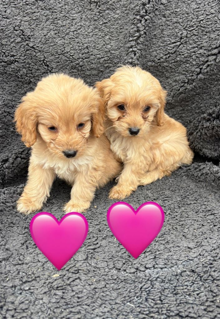 5 adorable cockerpoo 
