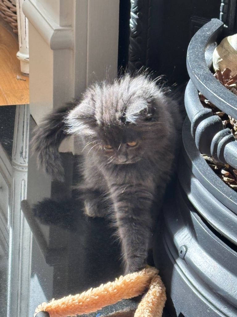 Kitten