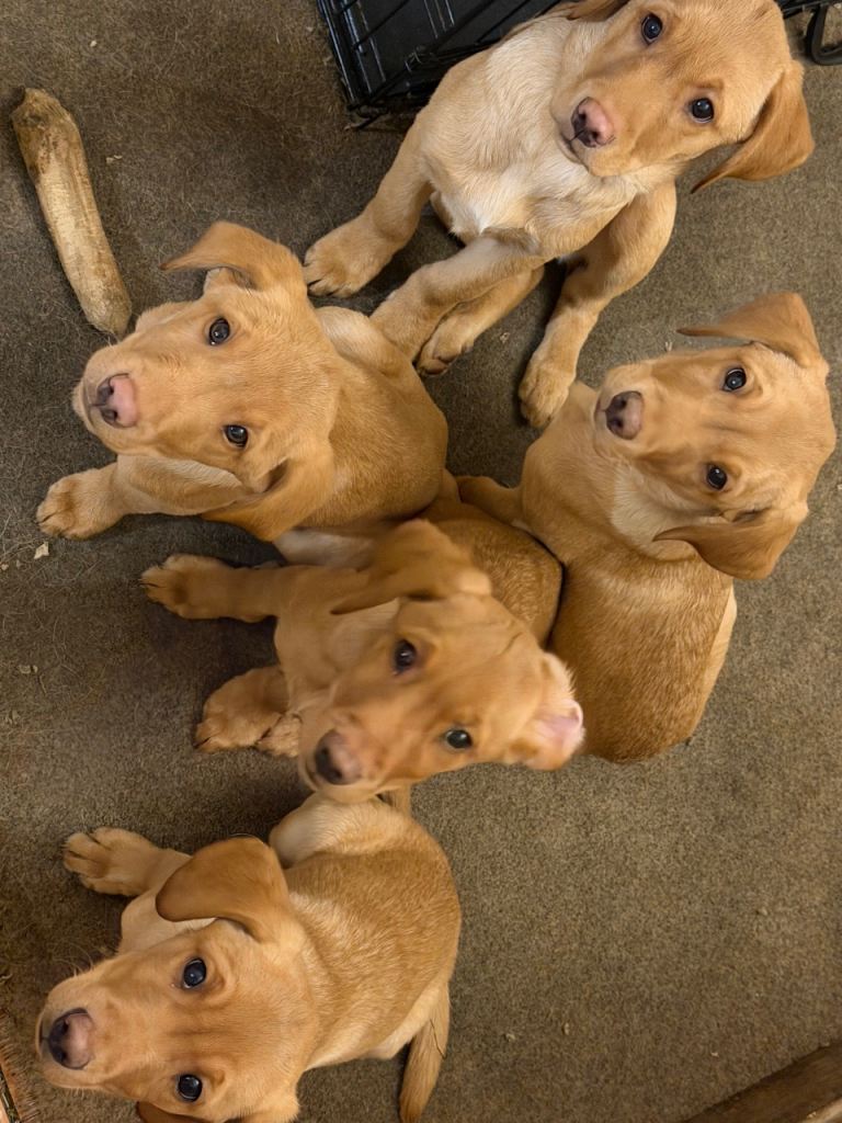 Lab puppies for sale