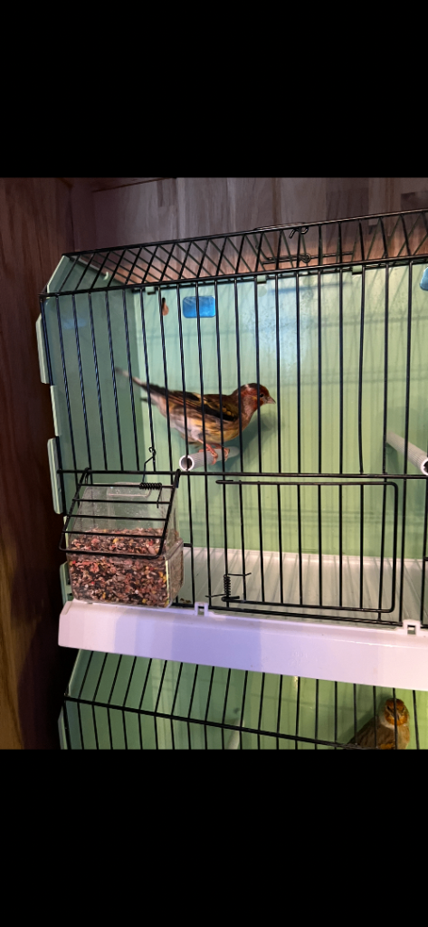 Display cage 