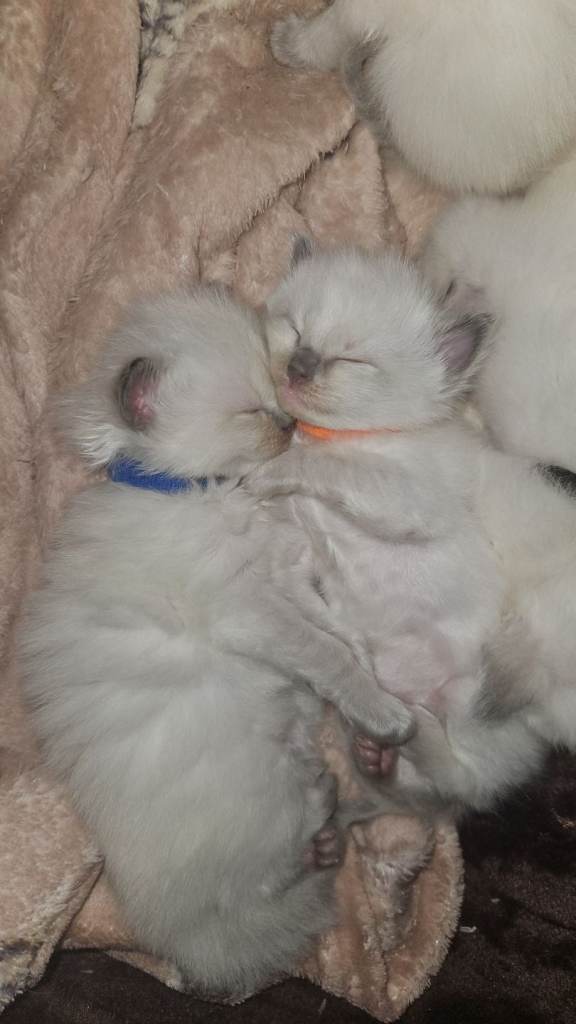 Ragdoll kittens 😸 