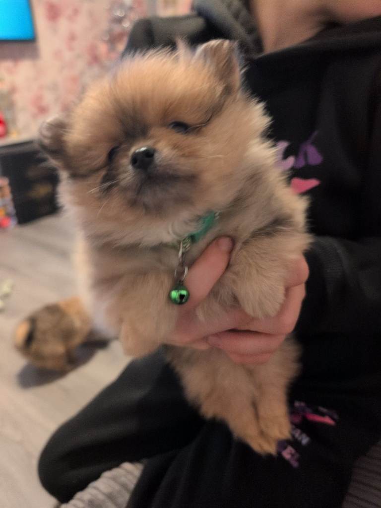 image for Teddy bear poms 